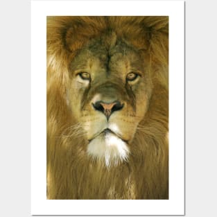 Lion portrait Posters and Art